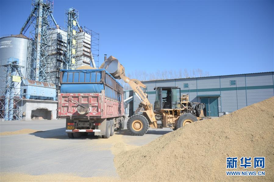 黑龙江:粮企加工新米供应市场